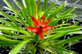tufted airplant